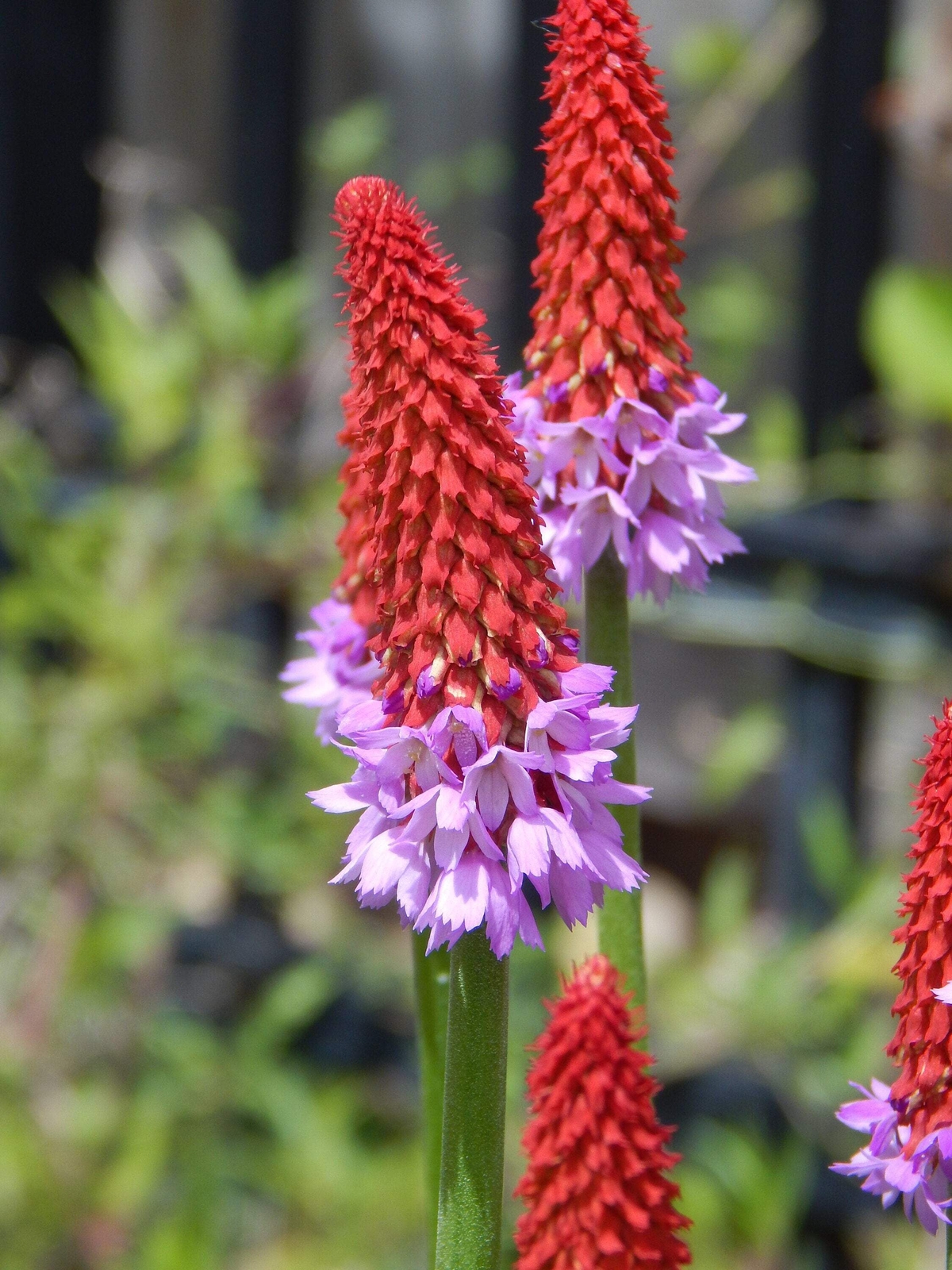20 ORCHID PRIMROSE Primula Vialii Red Hot Poker Pink Purple Shade Flower Seeds