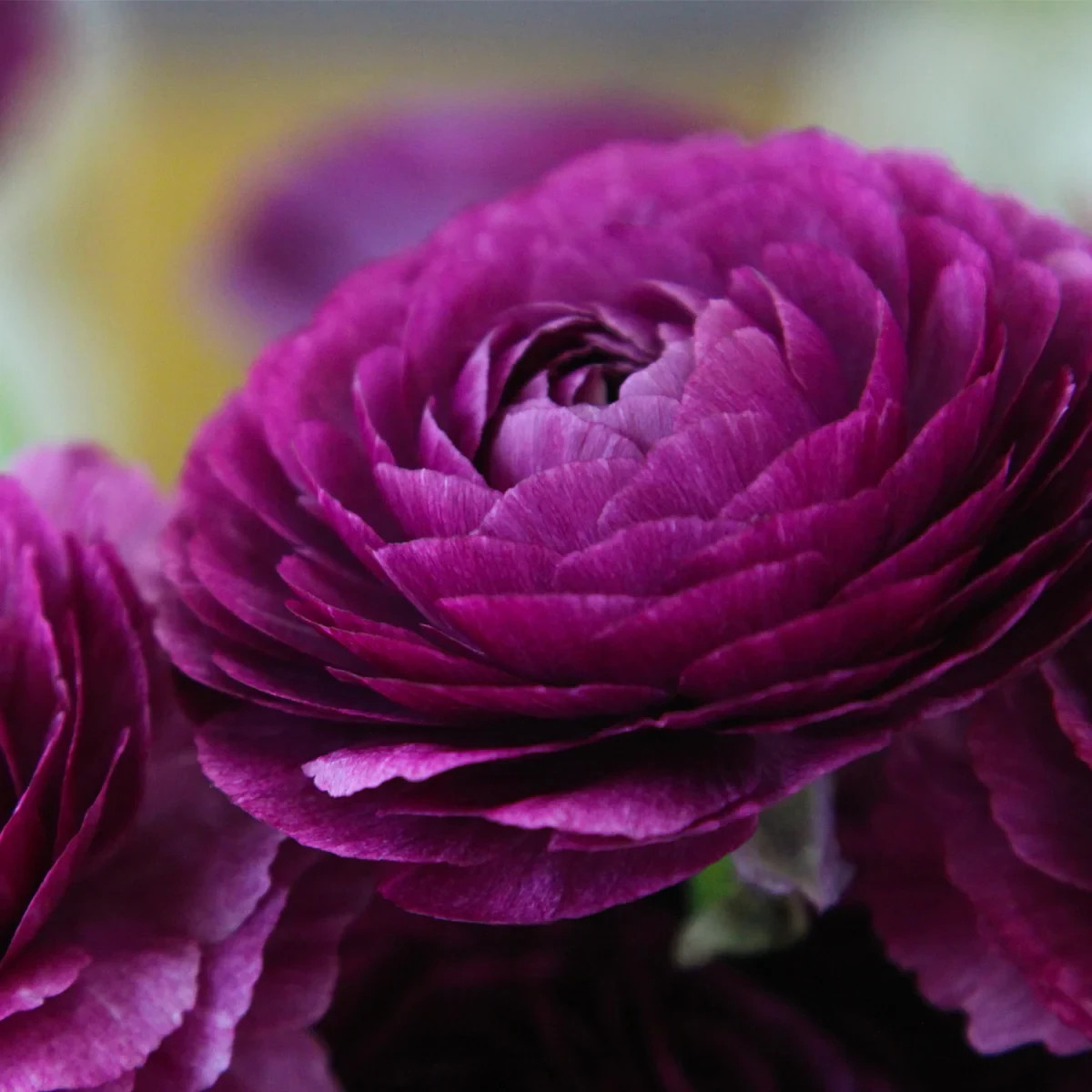 Purple Ranunculus Flowers 14 Bulbs Peony Rose Corms Wedding Flower Garden Plants