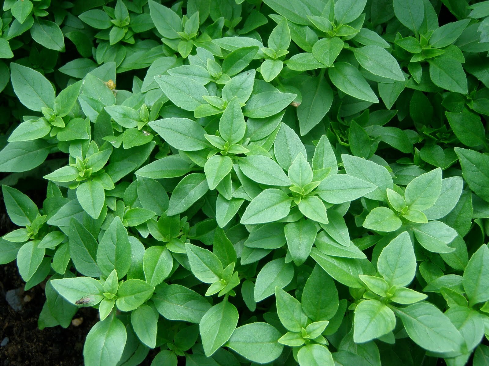 Spicy Globe Basil, Basil Bush, NON-GMO, Variety Sizes Sold, FREE SHIPPING