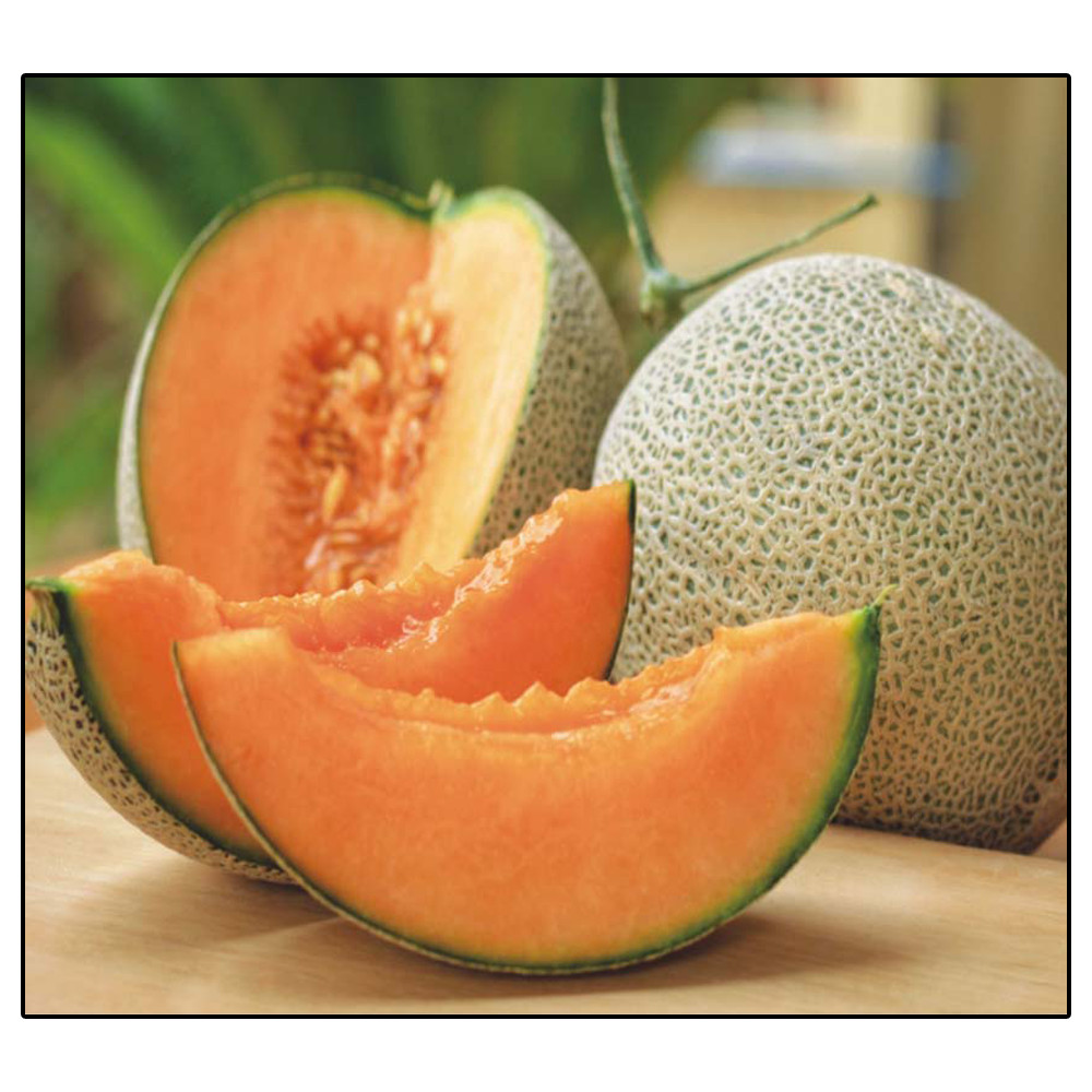 50+ Jumbo Hales Cantaloupe Melon Seeds | Non-GMO Heirloom | Fresh Garden Seeds
