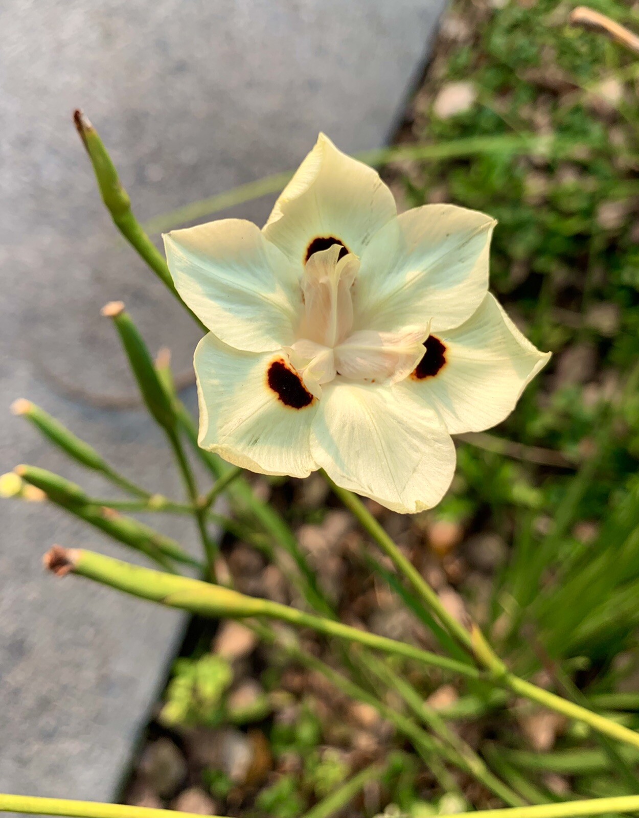 Dietes Bicolor/ Yellow Wild Iris/ African Iris – 30 Seeds 2023