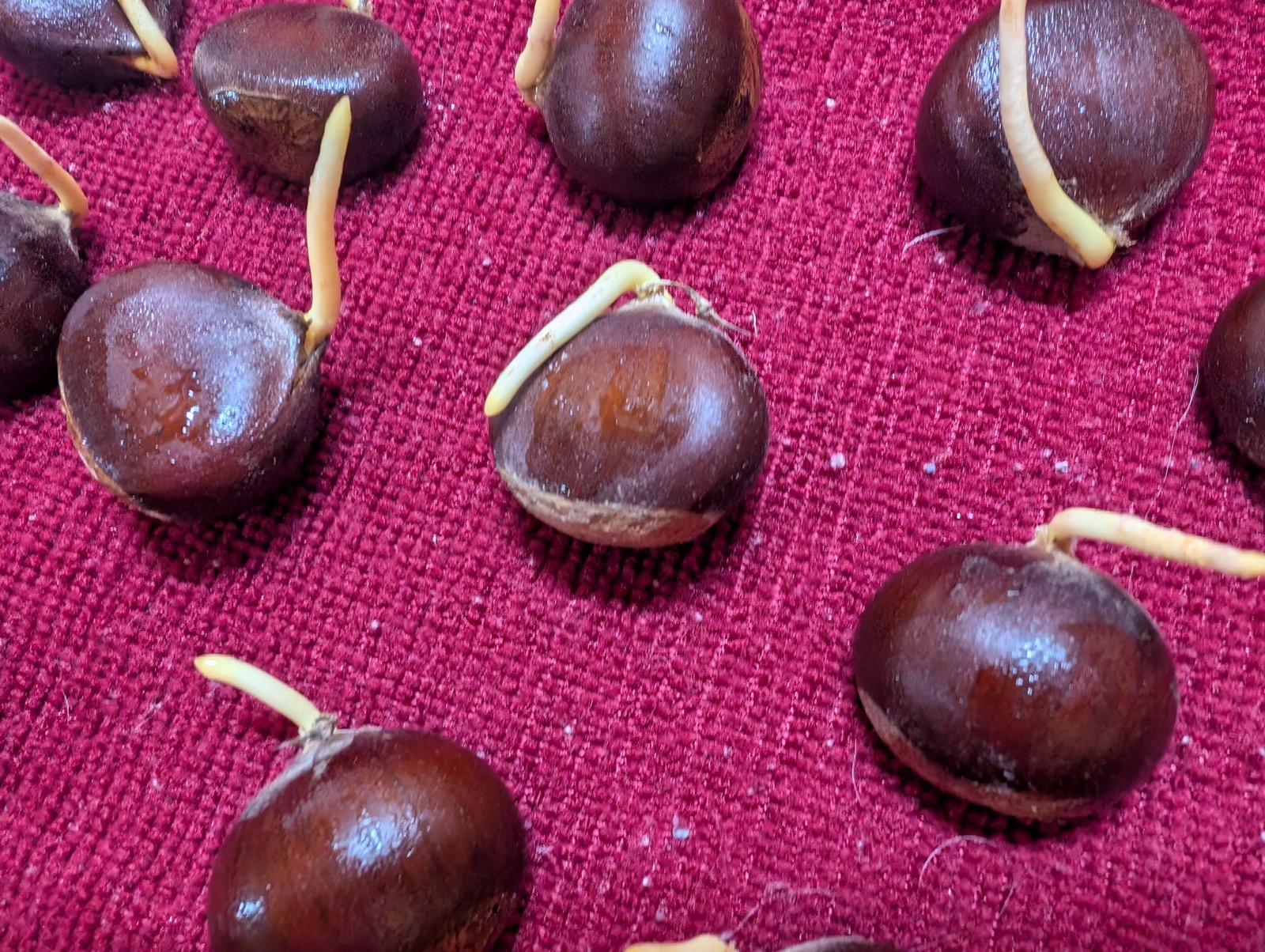 12 Chinese Chestnut Seeds (Ready to plant)