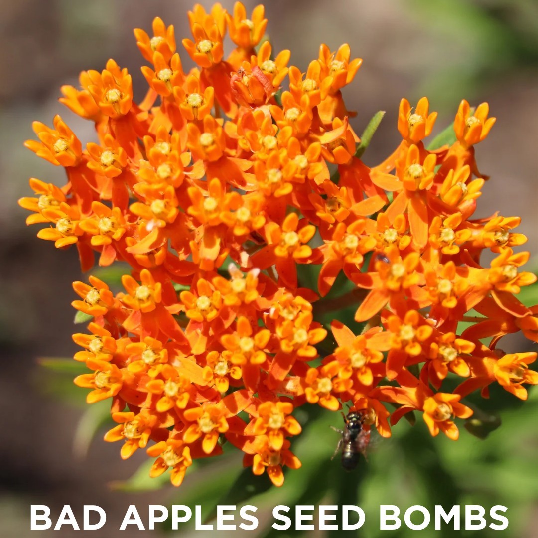 Bad Apples MONDONALDS™ Seed Bombs – Milkweed Fast Food for Monarch Caterpillars
