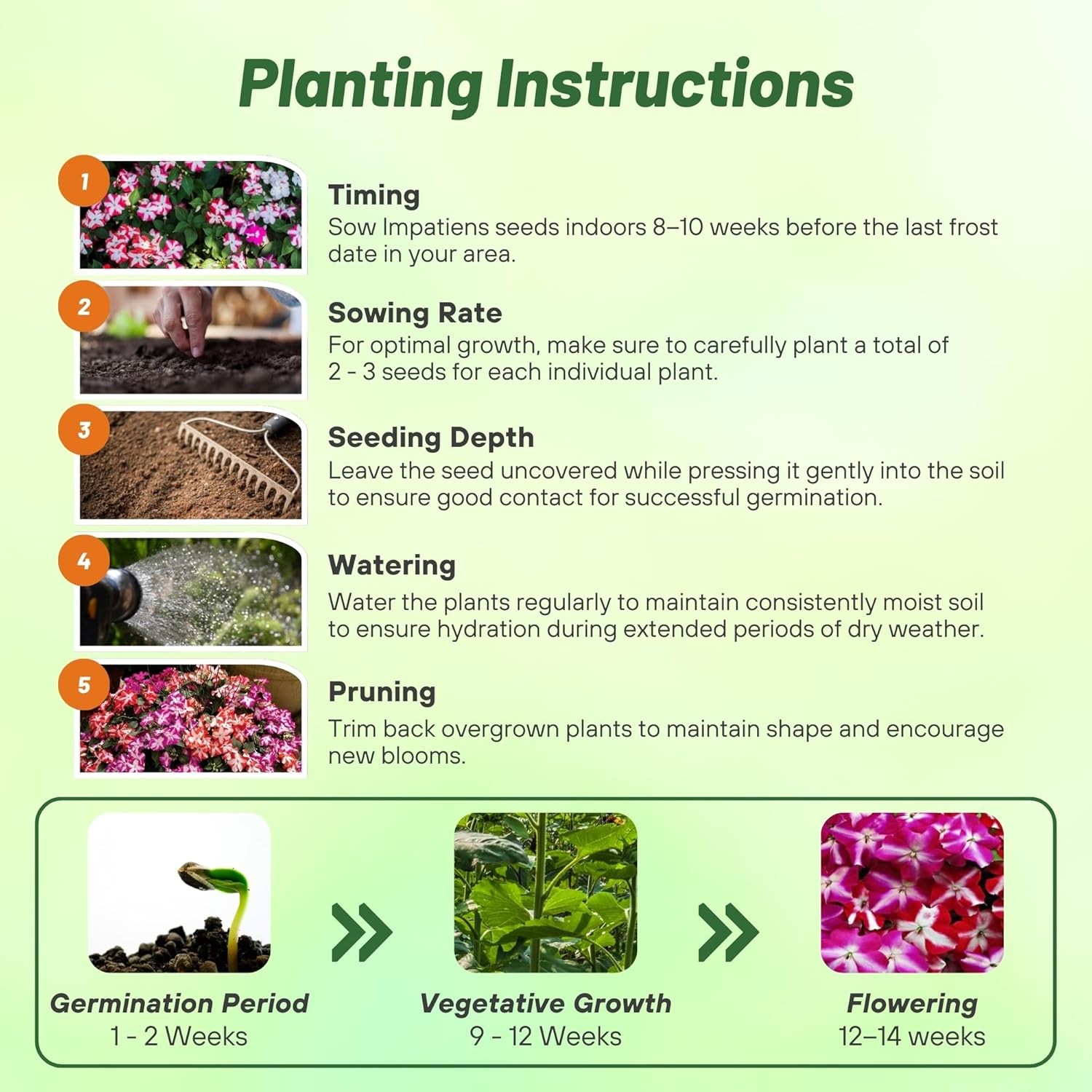 200 Seeds Impatiens Walleriana Accent Star Mix- Impatiens Seeds