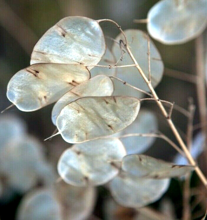 Money Plant Seeds | Lunaria Annual Honesty Silver Dollar Plant Flower Seed 2024