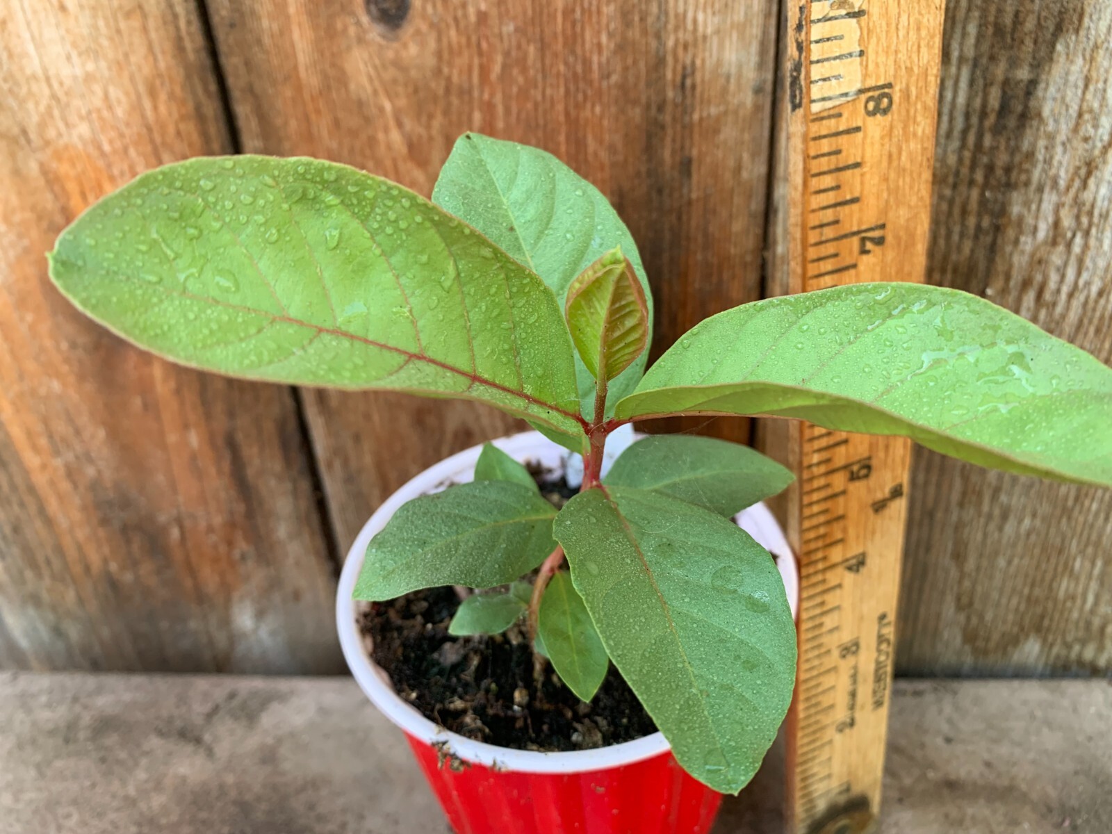 1 Sweet Ruby Supreme Big Fruit Guava Starter Tree, Psidium guajava Tree App 50″
