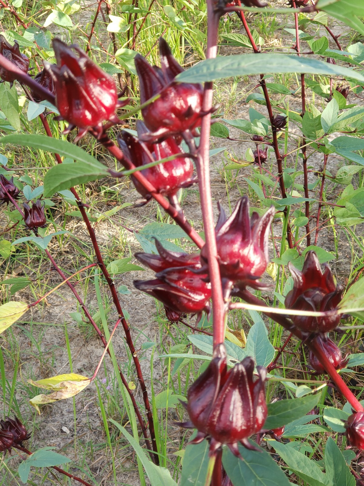 **RARE** FLORIDA CRANBERRY, Roselle, Hibiscus sabdariffa, Sorrel 25+ seeds