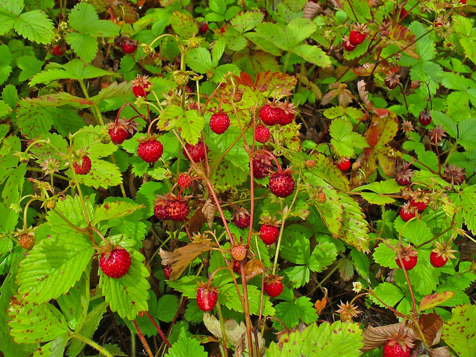 lot of 5 Wild Woodland Strawberry LIVE bare root Rhizomes~Edible fruit ~HARDY