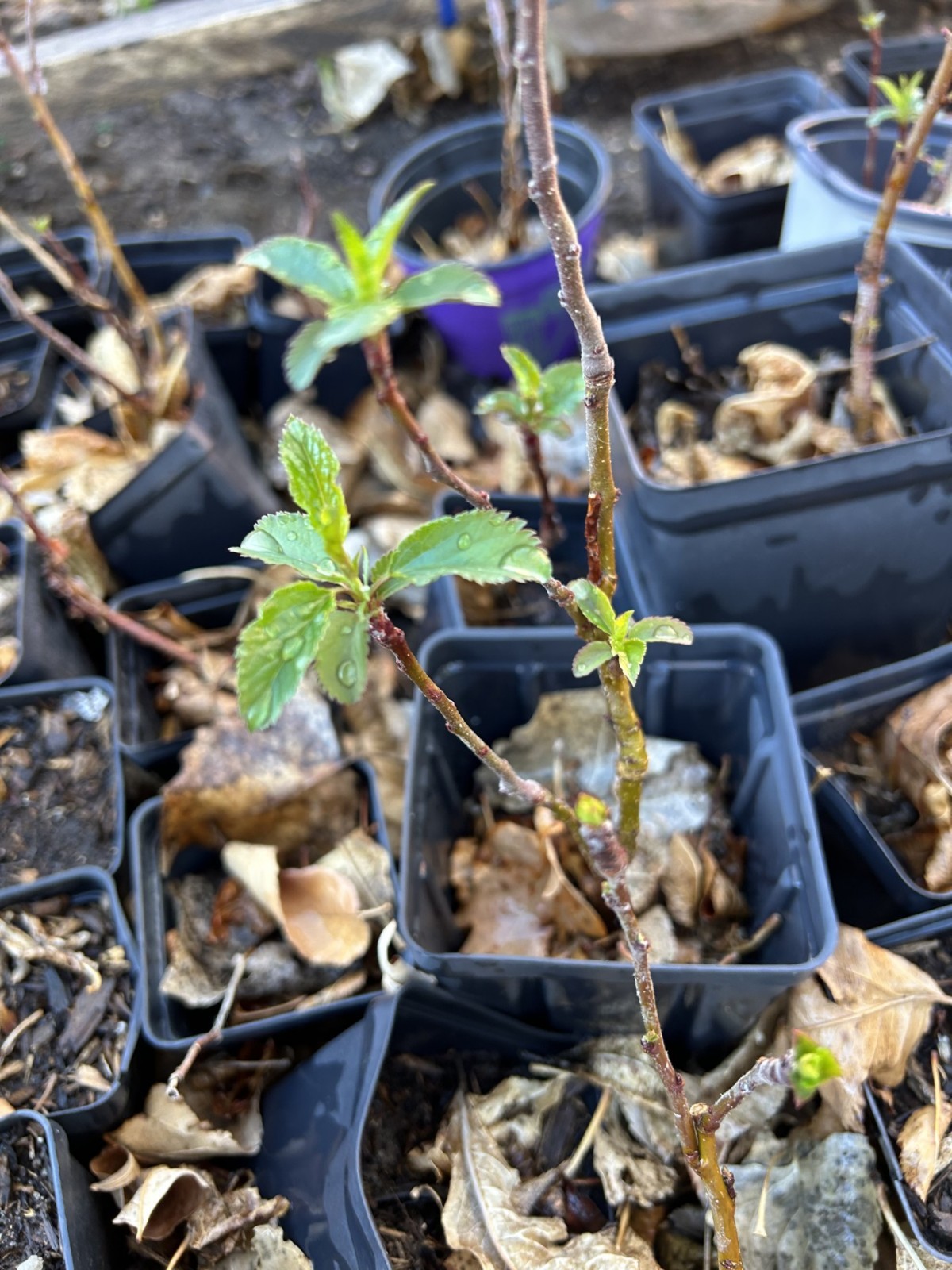 The three years old Fuji Apple tree seedling, just back from winter.