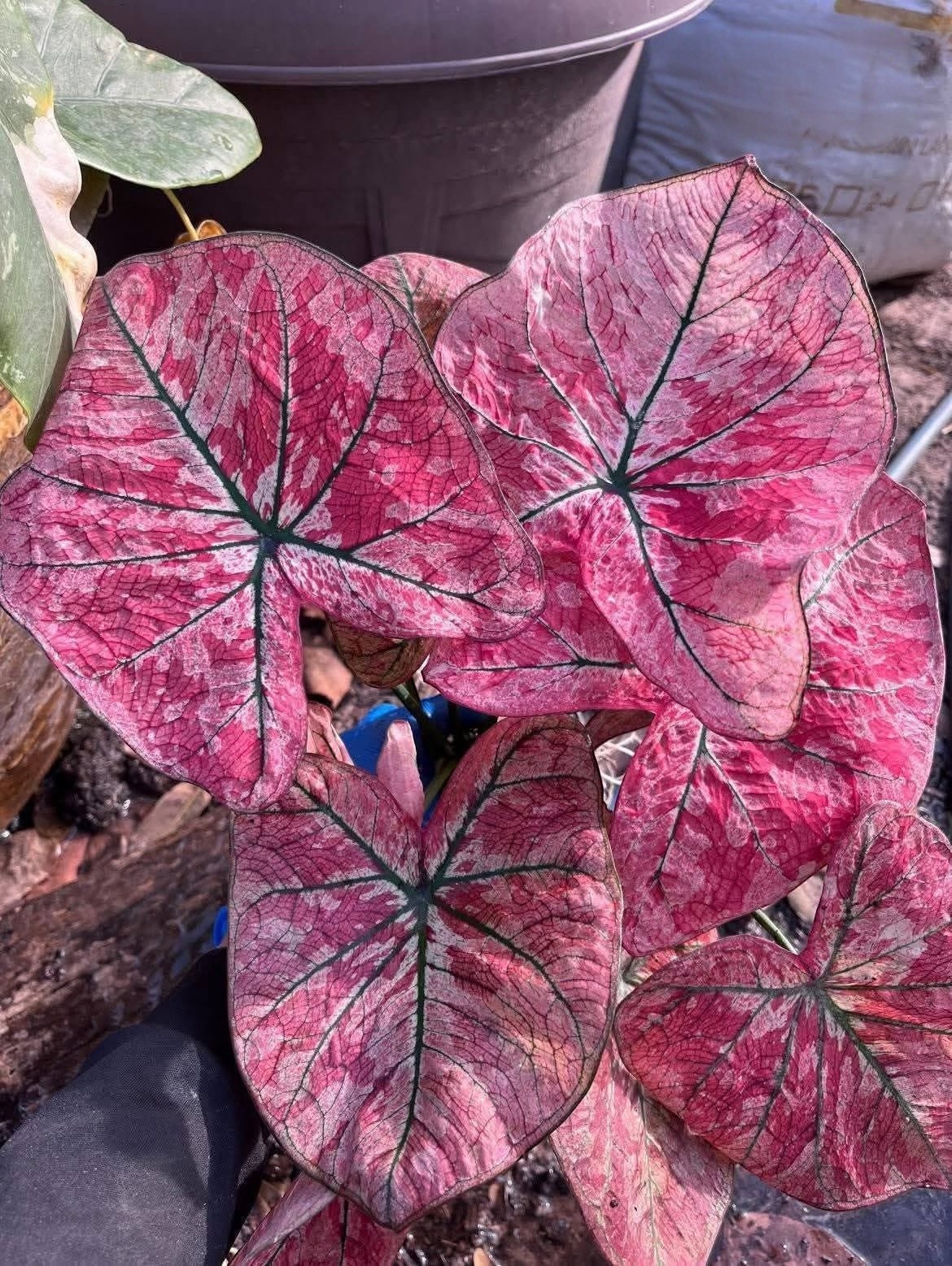 AUTHENTIC Caladium Heartbreak 1 bulbs