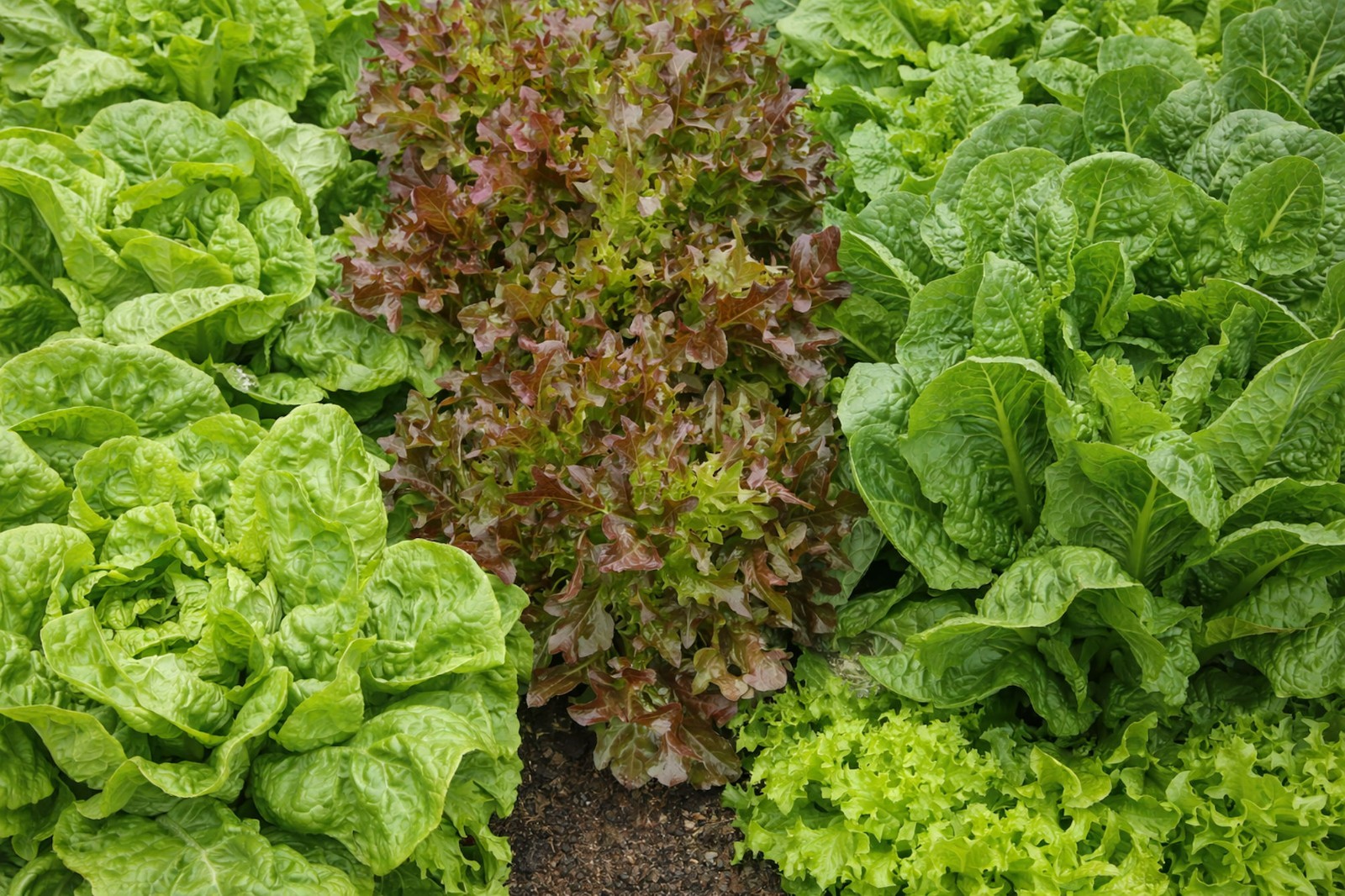 250 Serendipity’s Hot Weather Lettuce Mix – All Heirloom! Slow to Bolt!