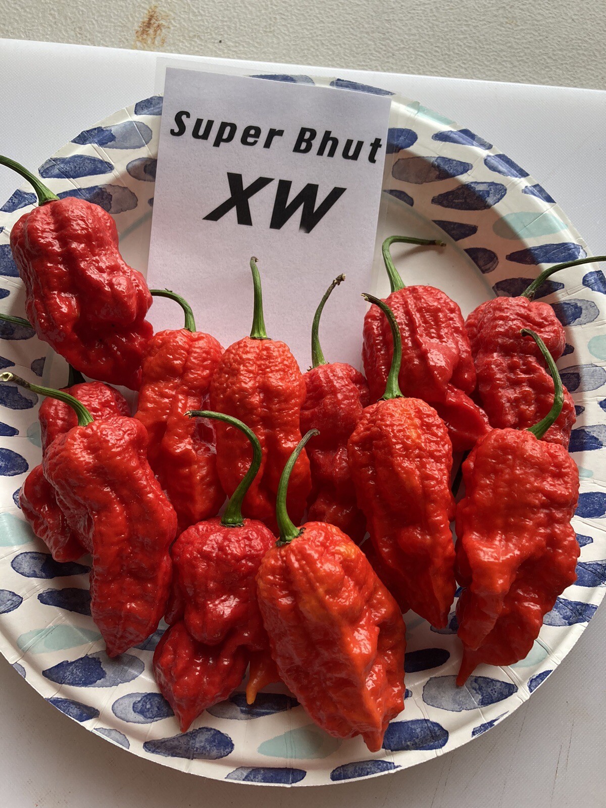 Super Bhut Jolokia XW Ghost Pepper Seeds 15+ Per Pack