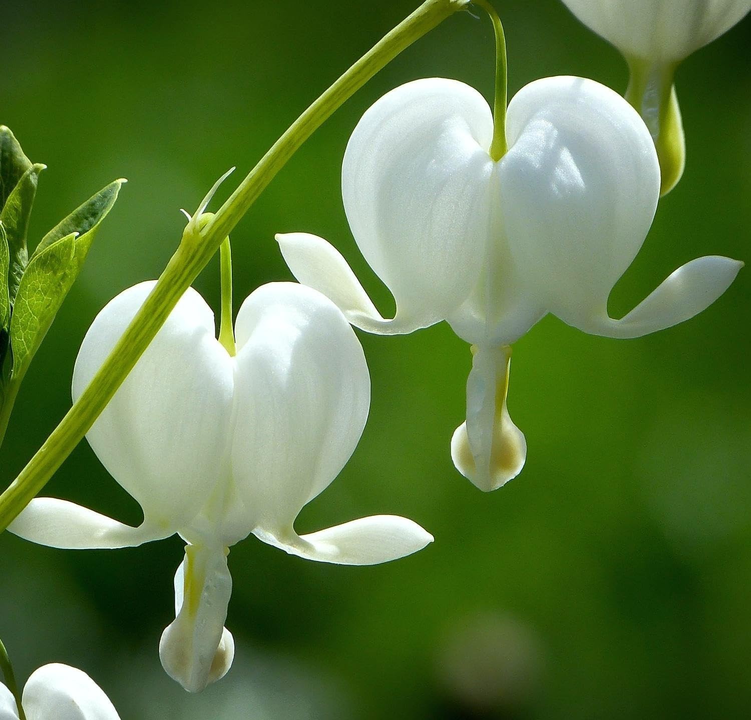 CarpetC 100+ Bleeding Heart Seeds for Planting, Dicentra Spectabilis Shade-Lovin