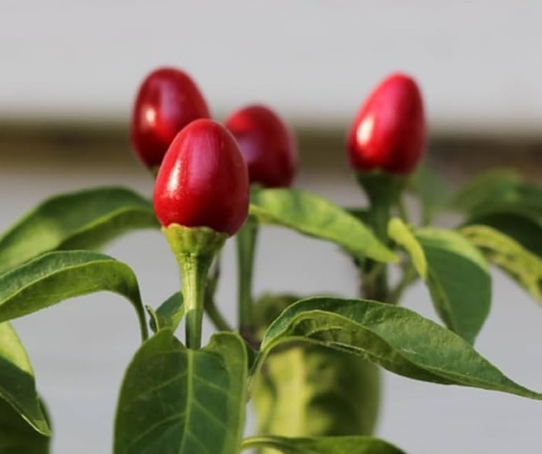 25 Hot Fresh Chiltepin | NON-GMO | Premium Pepper Seeds-B 19