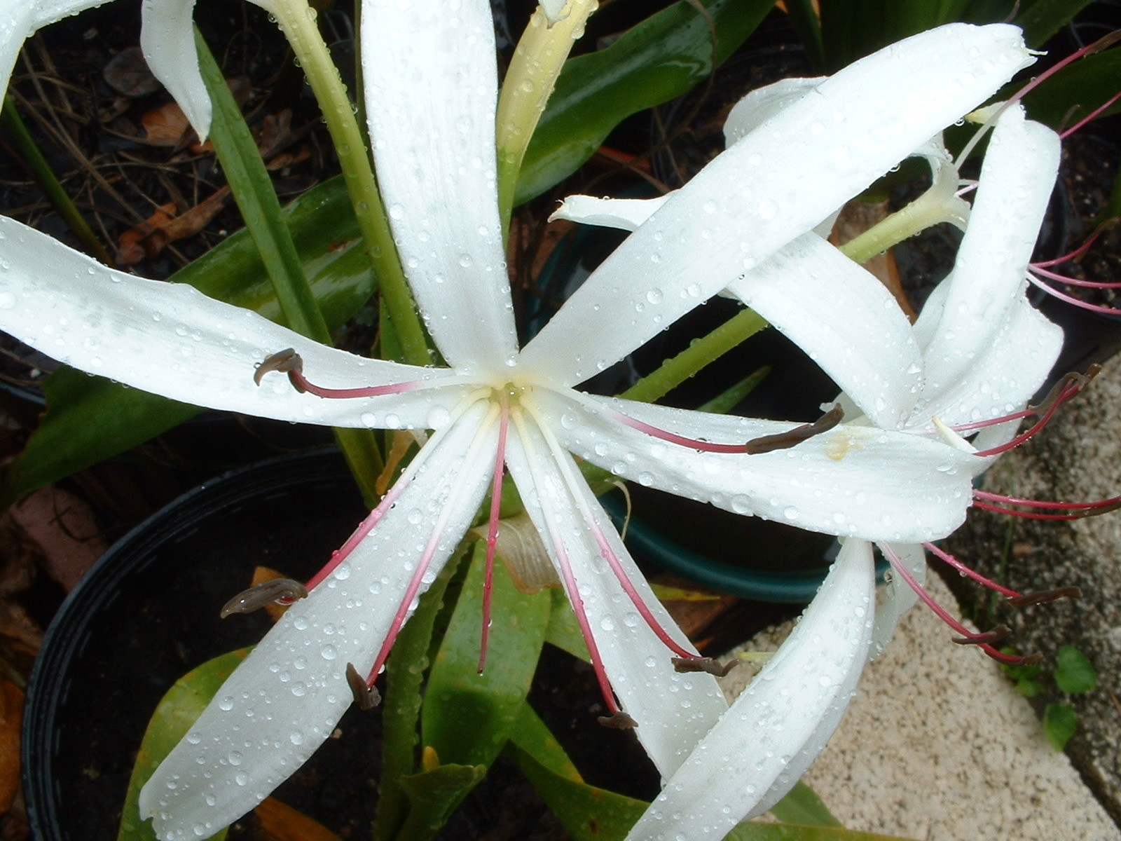 Crinum Lily, GRAB BAG, 30 bulbs, at least 10 types – over 50% off