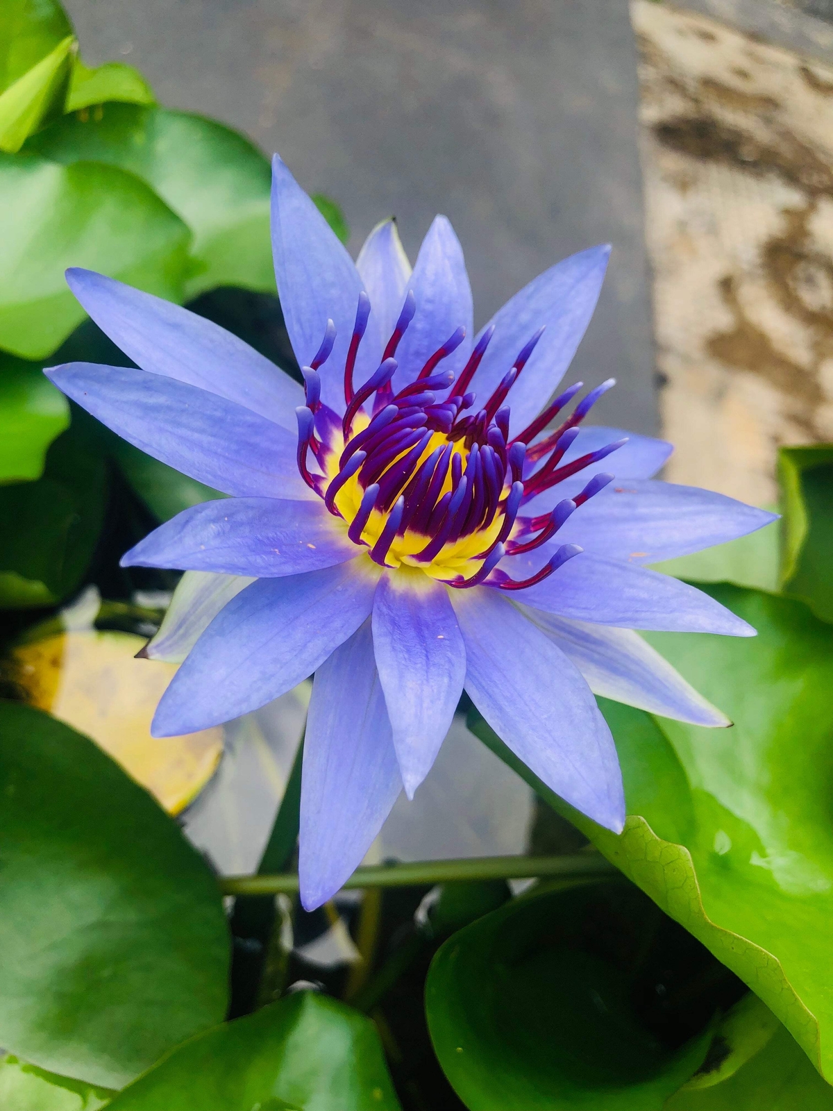 10 BLUE WATER LILY Pad Nymphaea Caerulea Asian Lotus Flower Pond Seeds *Comb S/H