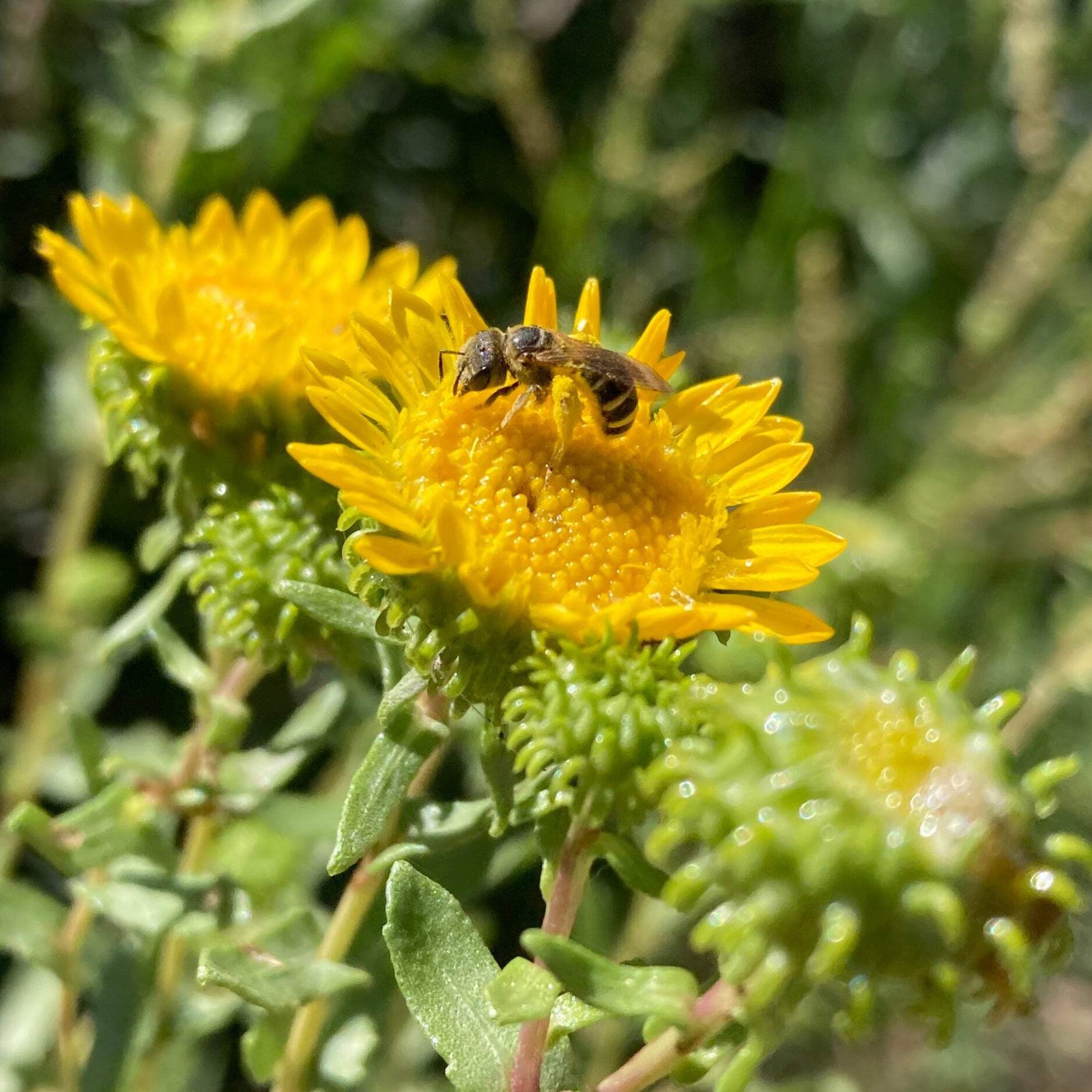 Gumweed Seeds, Grindelia (Grindelia squarrosa) ~Traditional Herb Garden