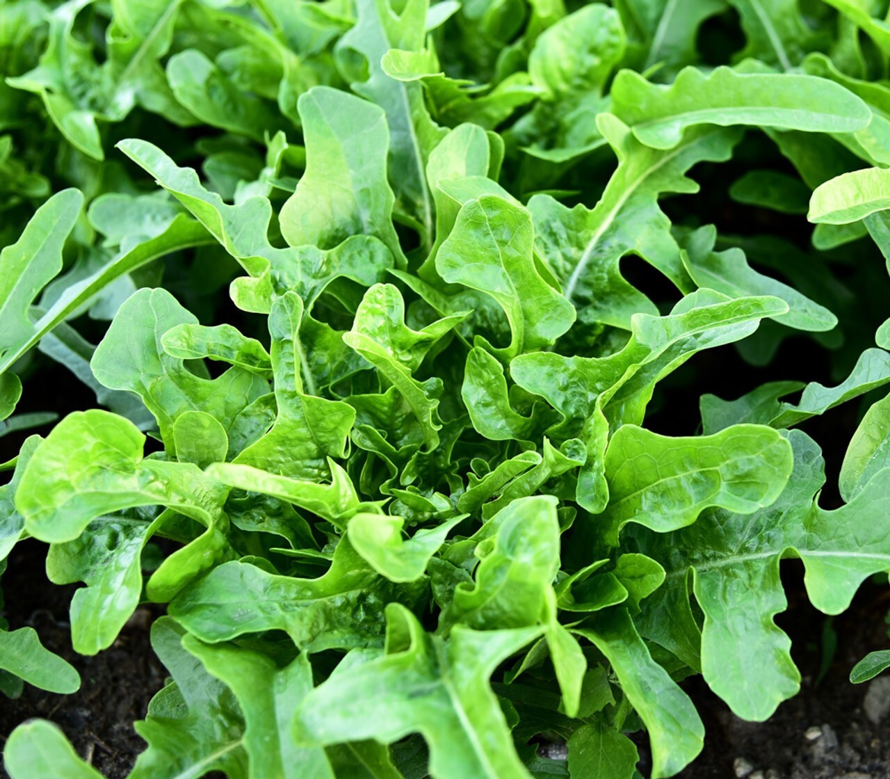 2g Fresh | NON-GMO | Oakleaf Leaf Premium Lettuce Seeds-B 41
