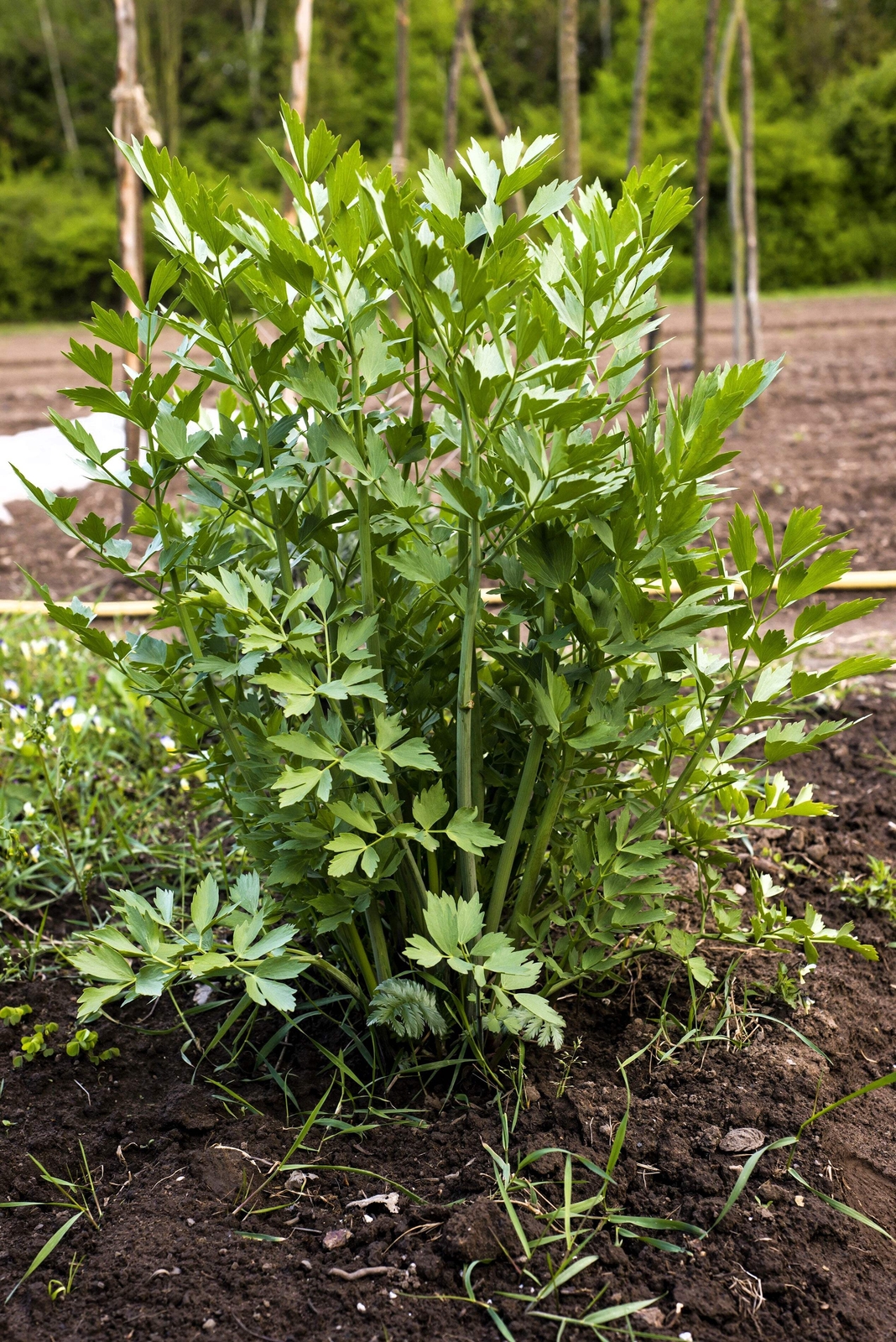 50 LOVAGE Levistucum Officinale – Flavor like celery & anise – Herb Flower Seeds
