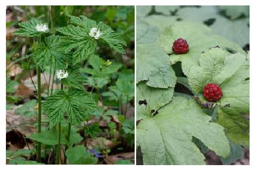 5 Goldenseal roots for planting ~Woodland Gardens ~Winter Hardy ~live bare root