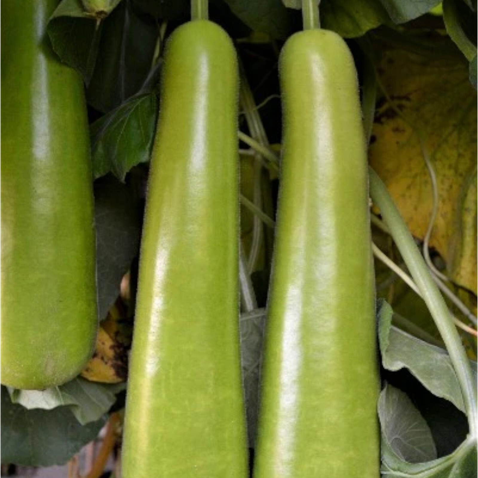 Bottle Gourd Seeds – 35 Seeds – Non-GMO Heirloom Calabash for Vegetable Gardens