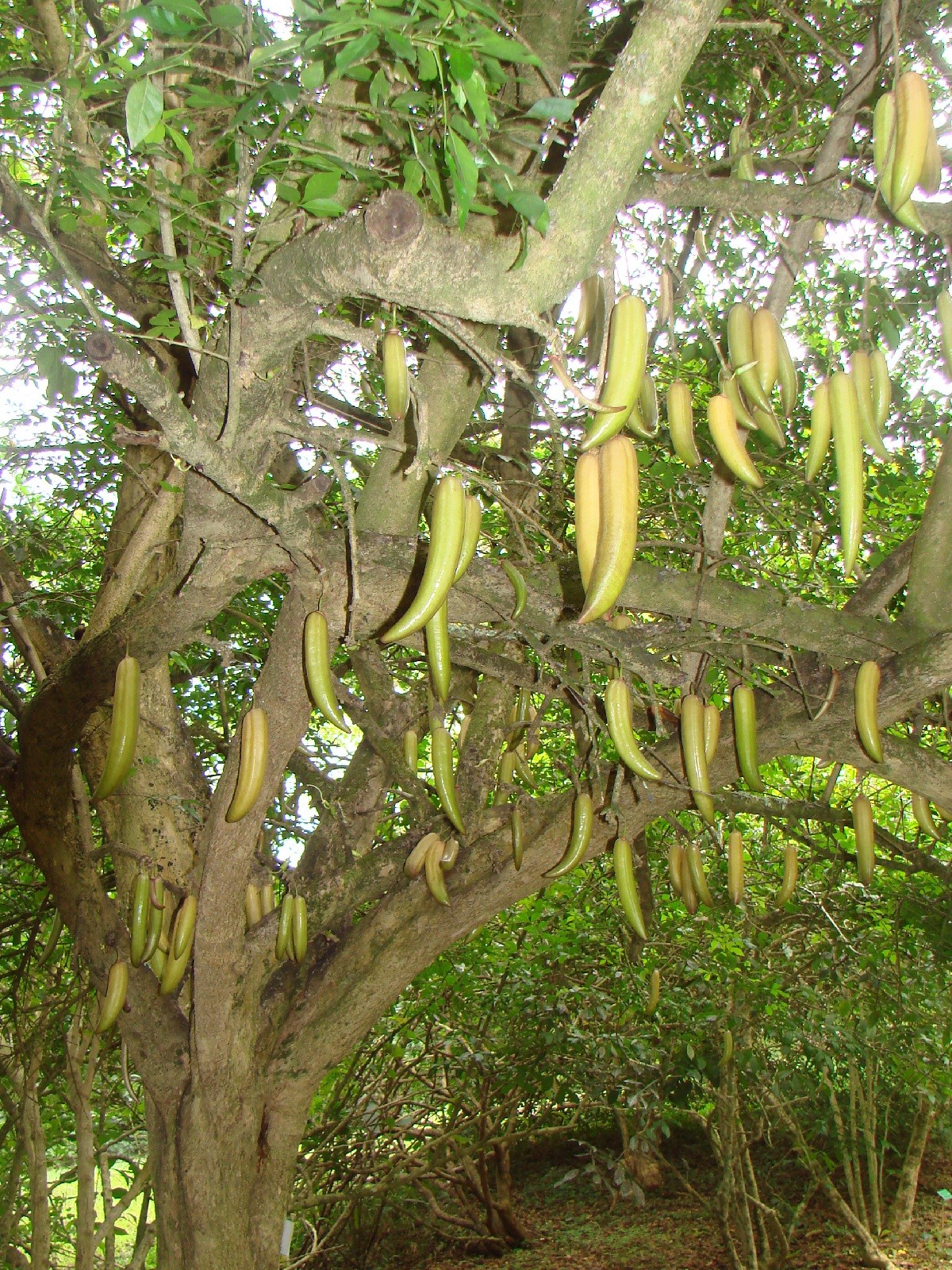 ~Guajilote~ Parmentiera Aculeata CUCUMBER FRUIT Tree Live Sml Potd Starter Plant
