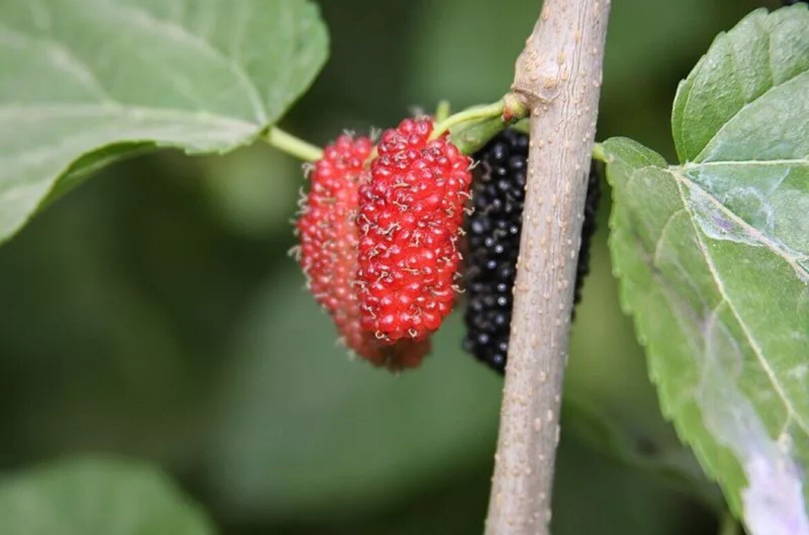 50 Mulberry SEEDS Morus Rubra TX USA Fruit Tree Sweet Edible Fragrant Easy