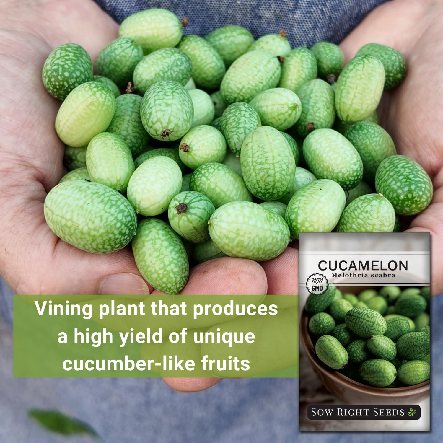 – Cucamelon Seeds for Planting – Non-Gmo Heirloom Packet with Instructions to Pl