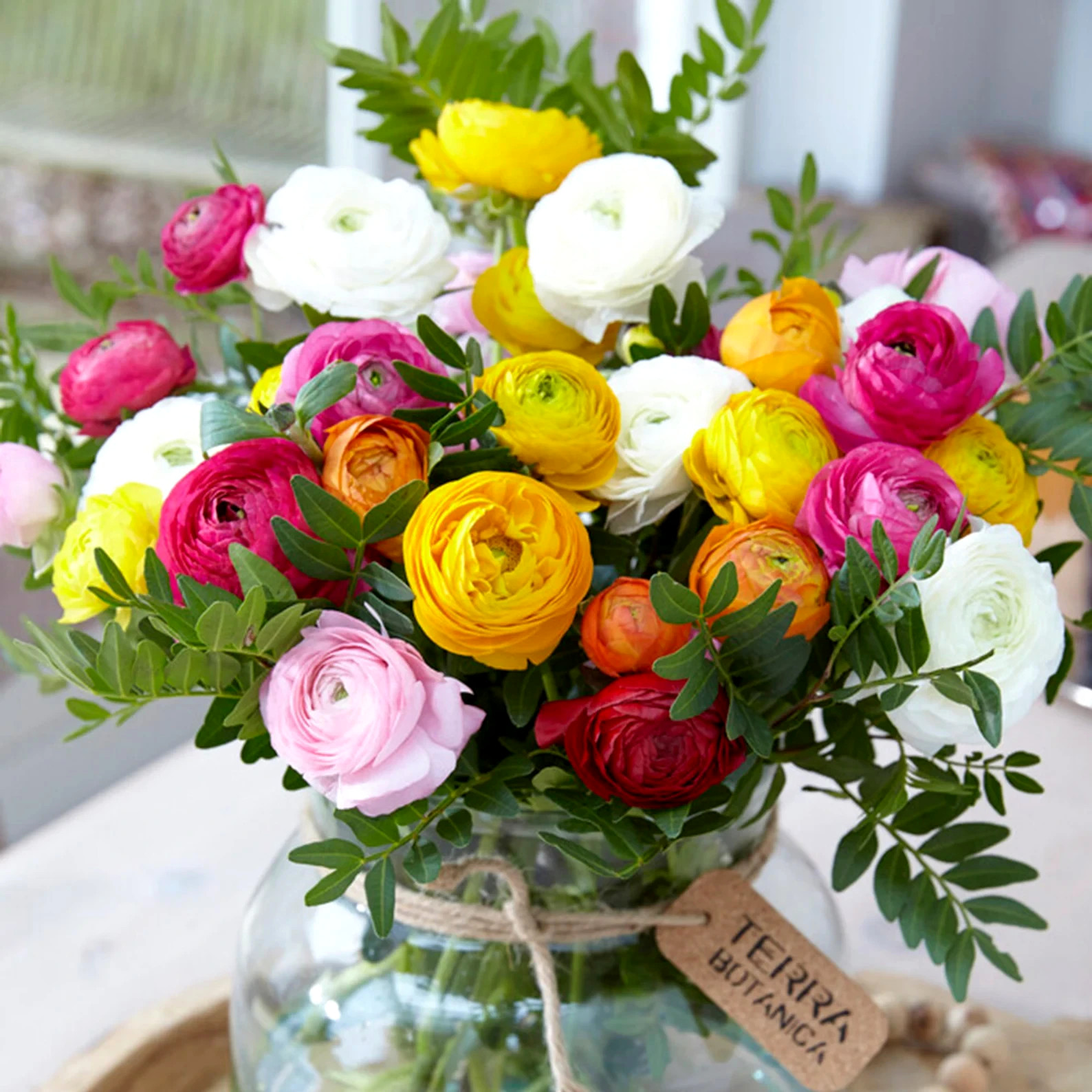 Ranunculus Flower Bulbs 12 Rainbow Mix Corms Peony Rose Butterfly Garden Flowers