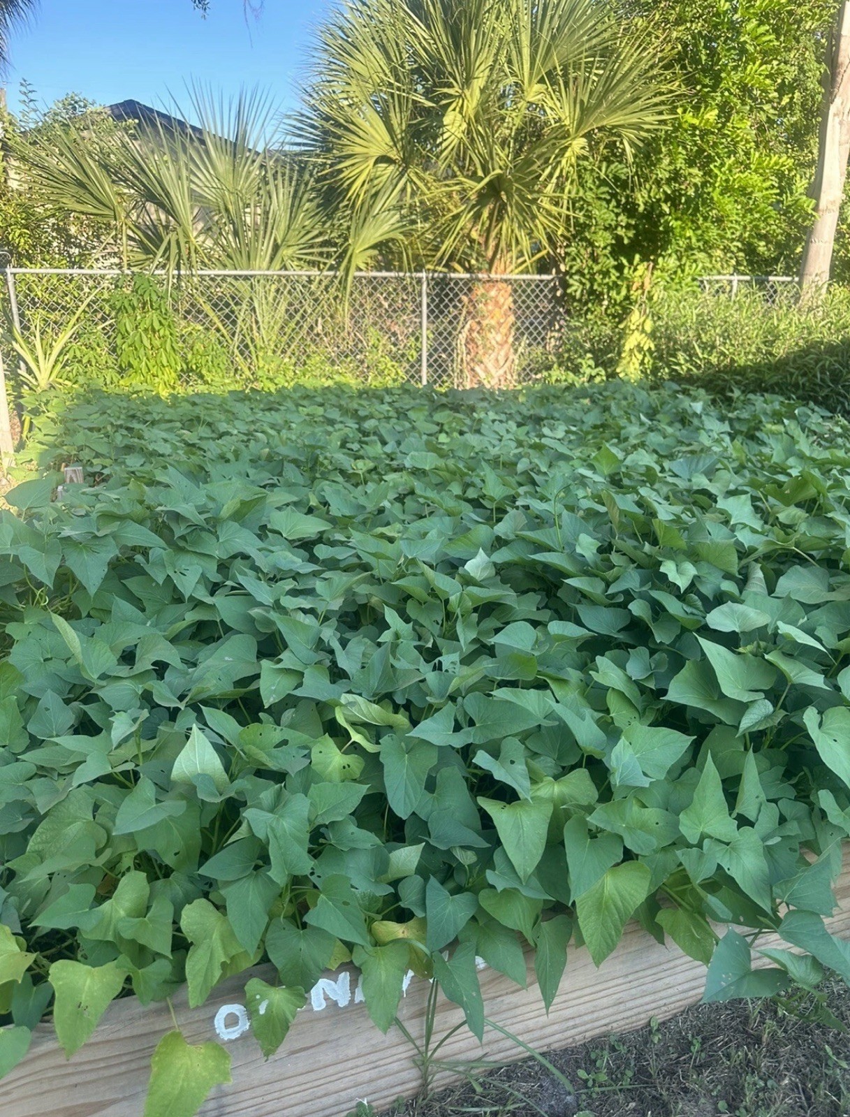20 Sweet Potato Slips / Cuttings Of Purple +Japanese Red+ Okinawa+white