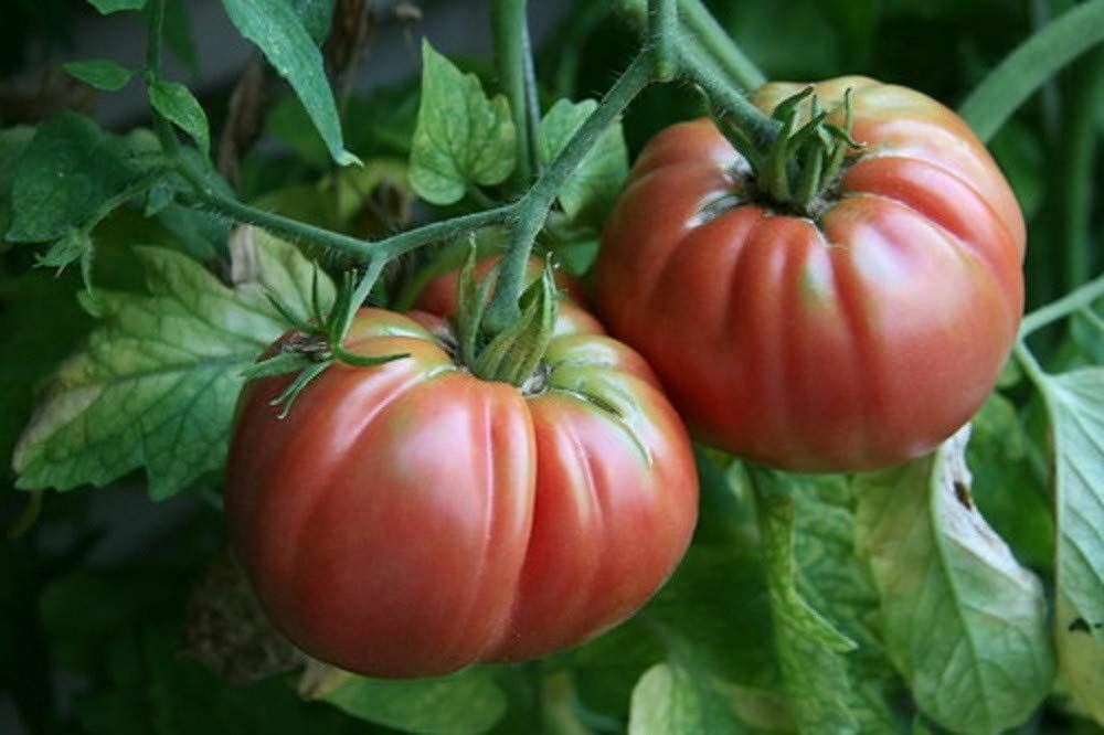 Tomato Seeds, Giant Belgium Tomato Seeds,”COOL BEANS N SPROUTS” Brand. Heirloom.