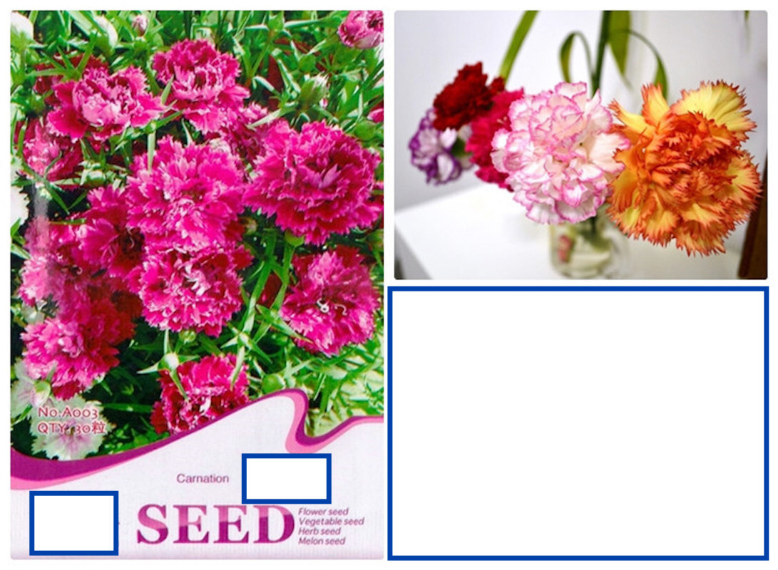 25pc CARNATION SEEDS Garden Plant Flower rare exotic USA seller FREE shipping