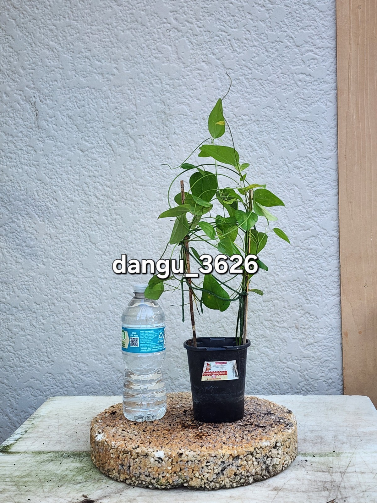 Sương Sâm Vine-Green Grass Jelly Plant 5”-10” Rare Tropical Herbal Vine Organic
