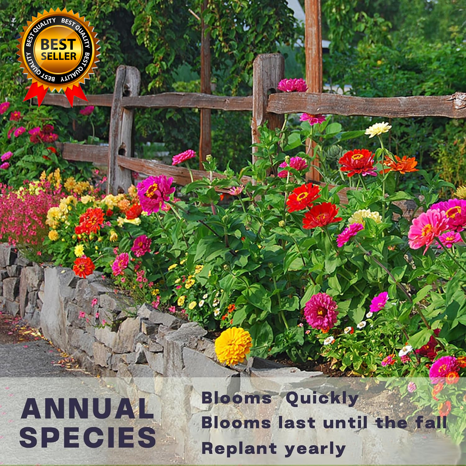 Zinnia Seeds Bulk 5,000+ | Outdoor Flower for Planting |Giant Zinnia Seeds