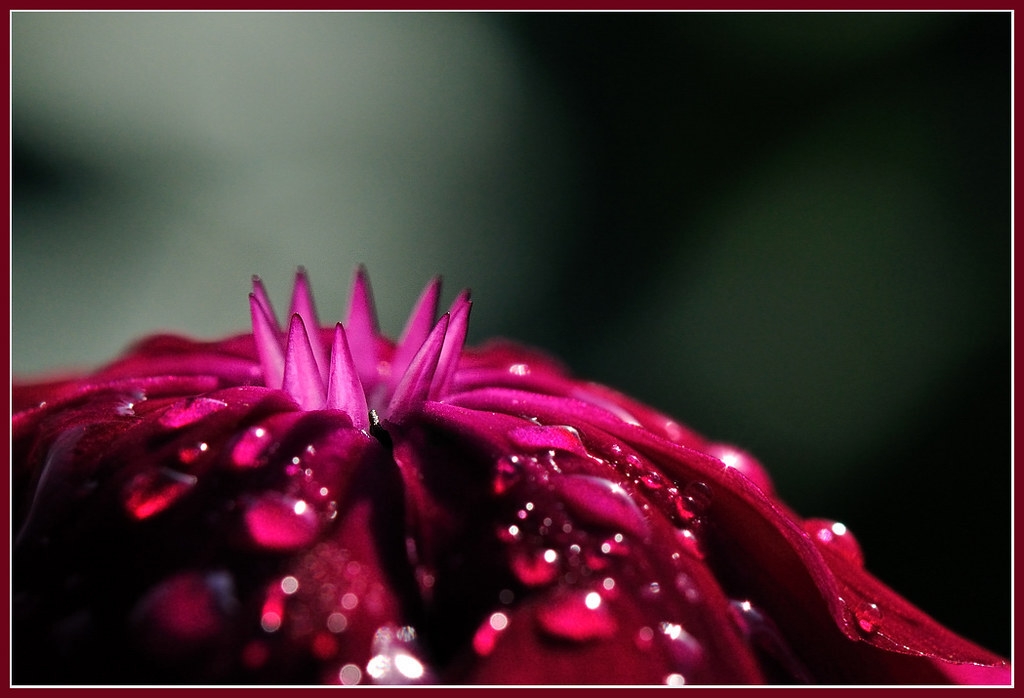 Lychnis Coronaria – Rose Campion seed