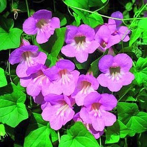 Climbing Snapdragon Seeds G68, 25 SEEDS Asarina Scandens Rose Perennial Vine