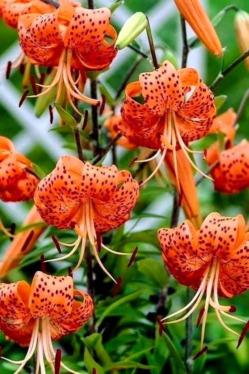 Lily Flower Bulbs Tiger Lilies 3 Large Orange Black Florist Flowers Spring Plant
