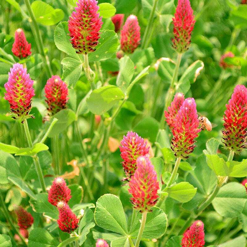 Clover CRIMSON RED Flowers legume adds Nitrogen Pollinators Non-GMO 1000+ Seeds!