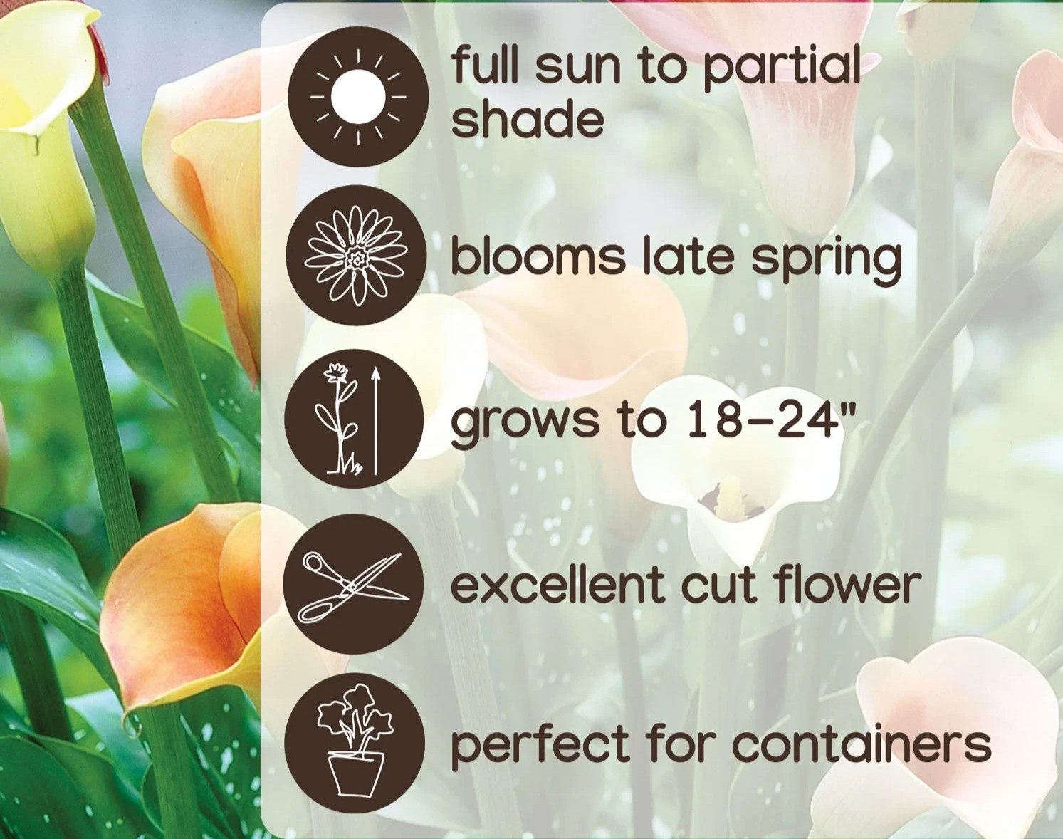 4 Calla Lily Flowers Bulbs Black Schwarzwalder Gothic Flower Gardens Plants