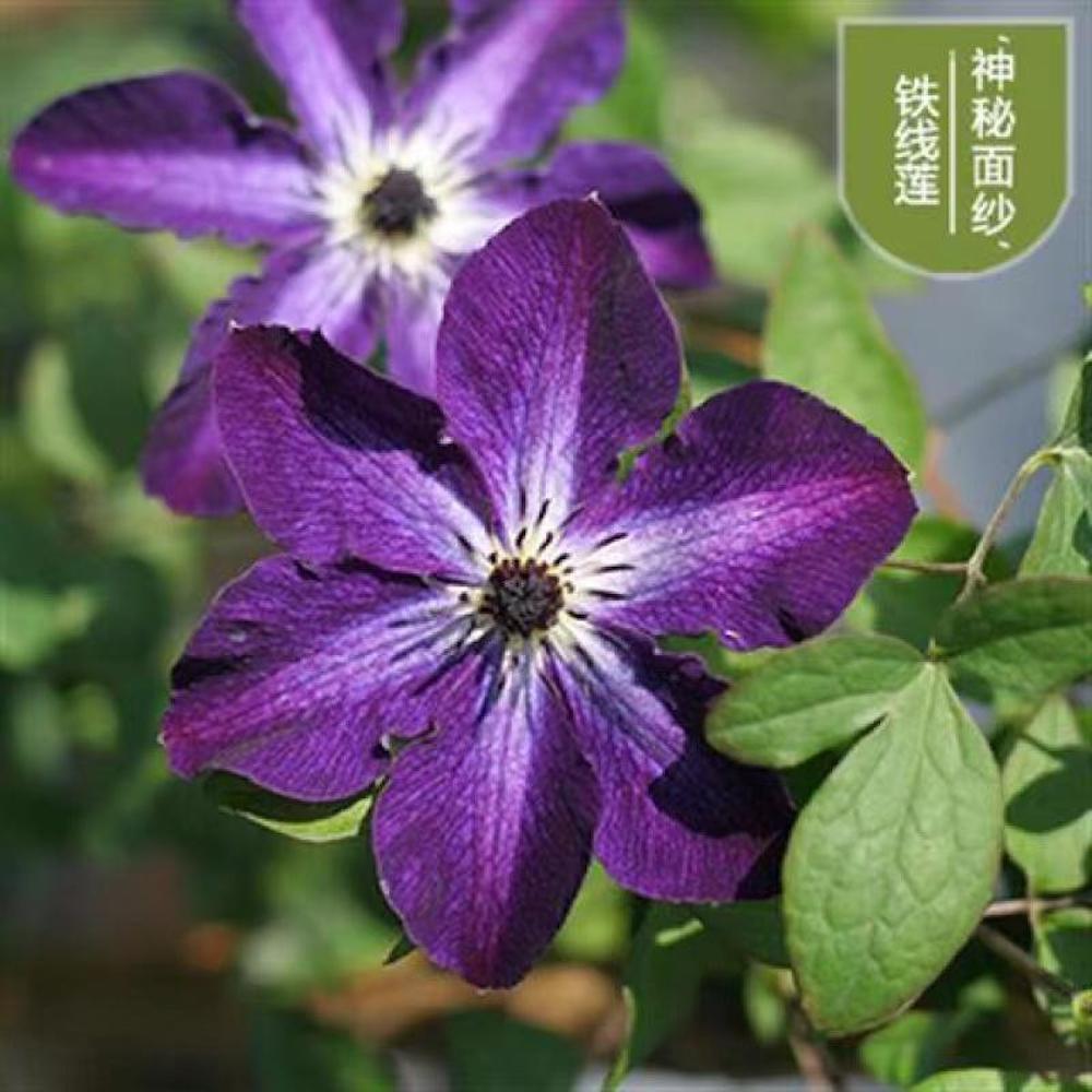 25pc CLEMATIS SEEDS Garden Plant Flower vine climber USA seller FREE shipping