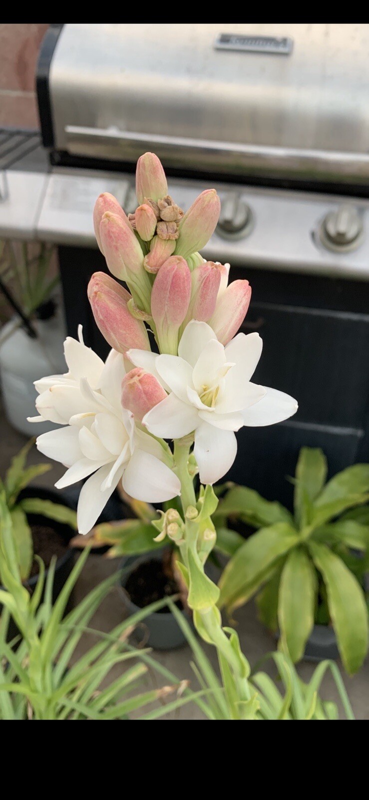 Tuberose Fragrance Double Pearl. 2 Clump, Bulbs 2+ Sz S / M / L Ready To Plant.