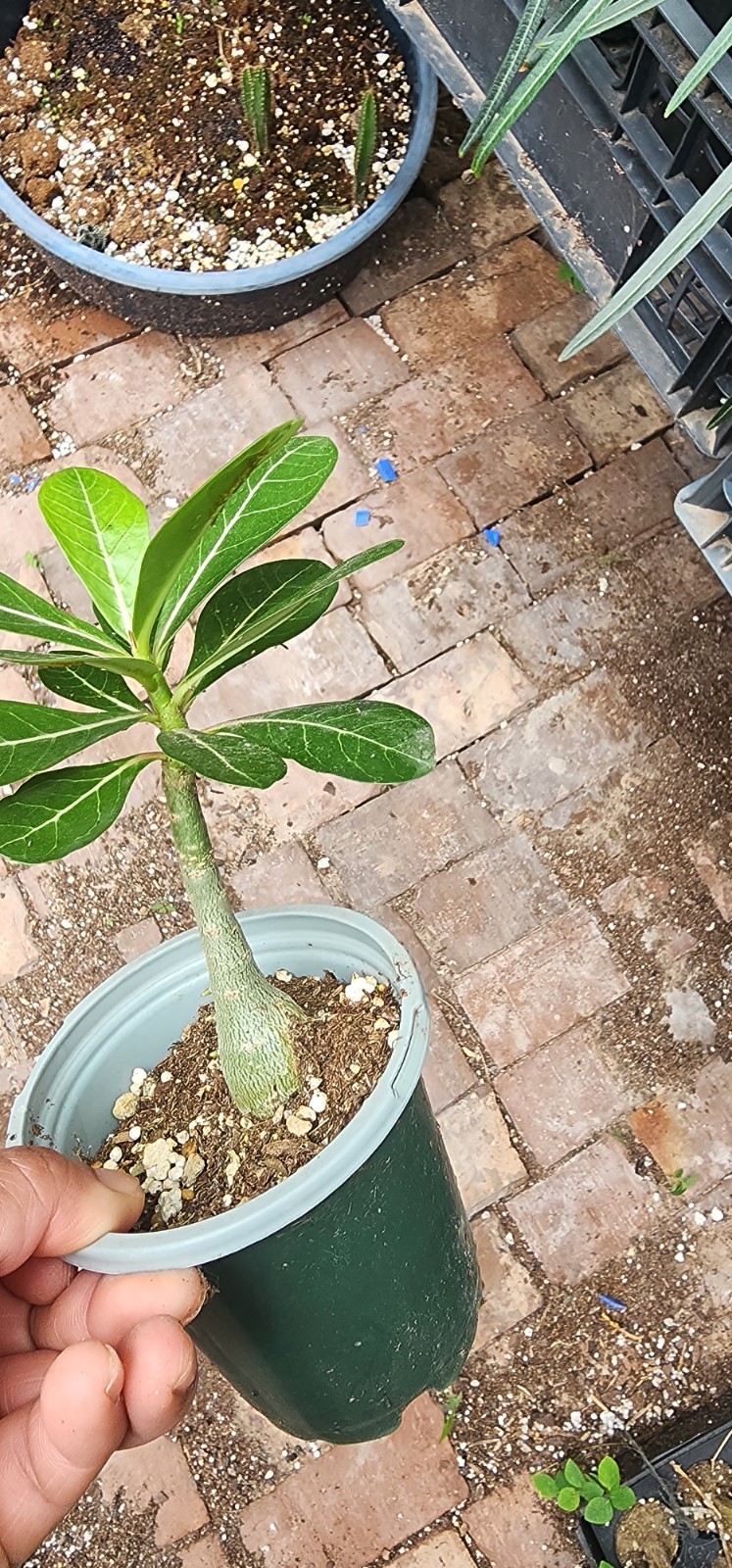 1 Adenium Obesum desert rose seedling Rosa Del Desierto 5″ – 7″