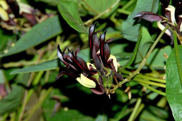 Kennedia nigricans | Black Coral Pea | 15 Seeds