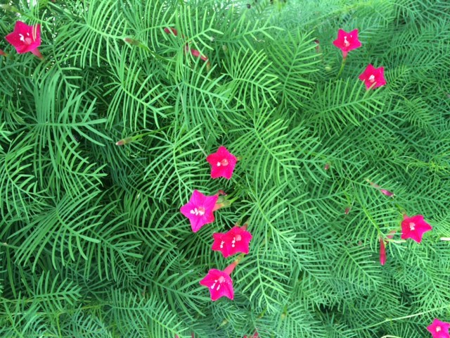 100 + Seeds Red Flowering Hummingbird Cypress Vine * USA Grown Ipomoea quamoclit
