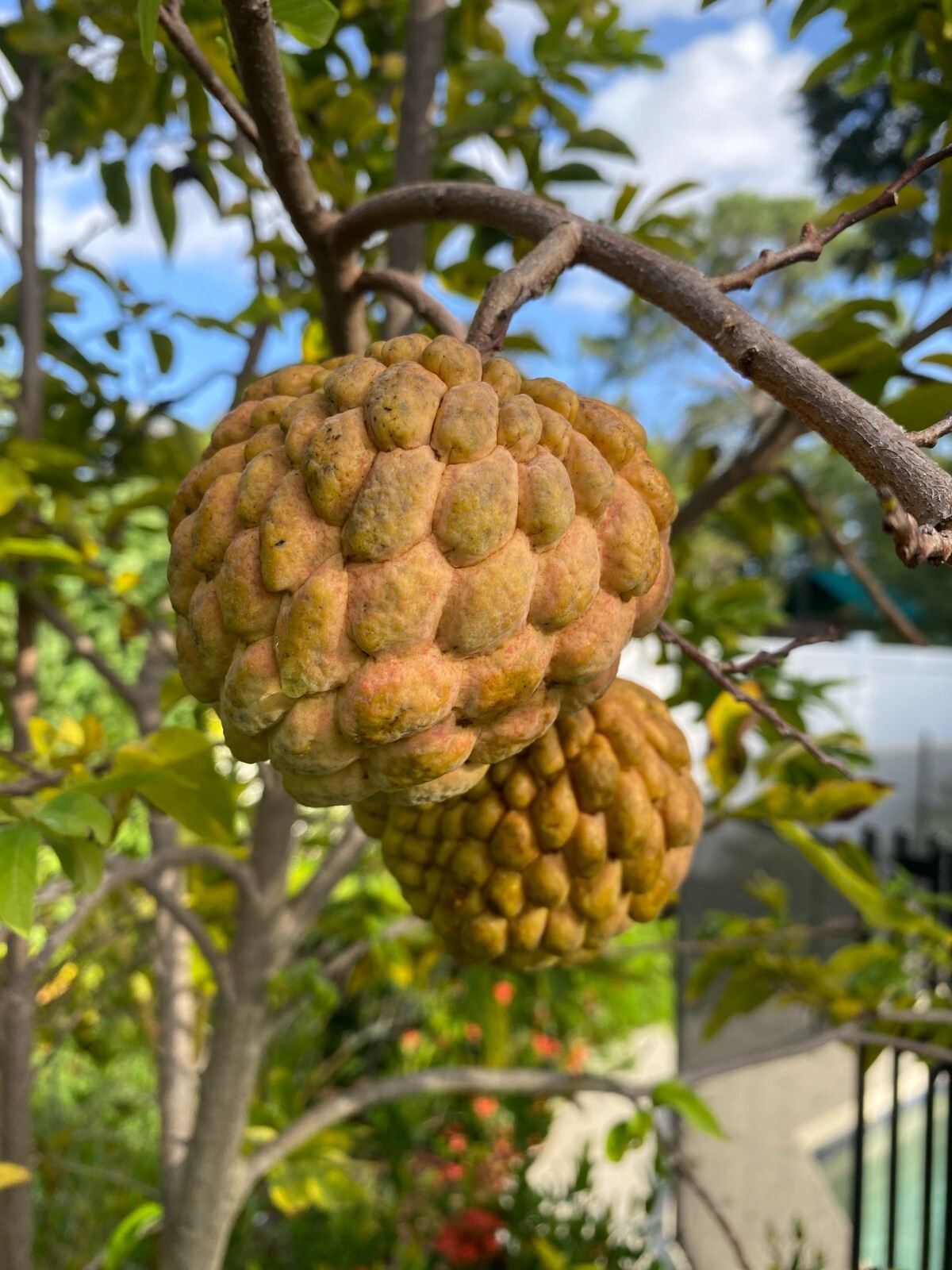 FRESH Sugar Apple (annona squamosa) Seeds 2024 FL Crop Very Sweet Fruit Custard