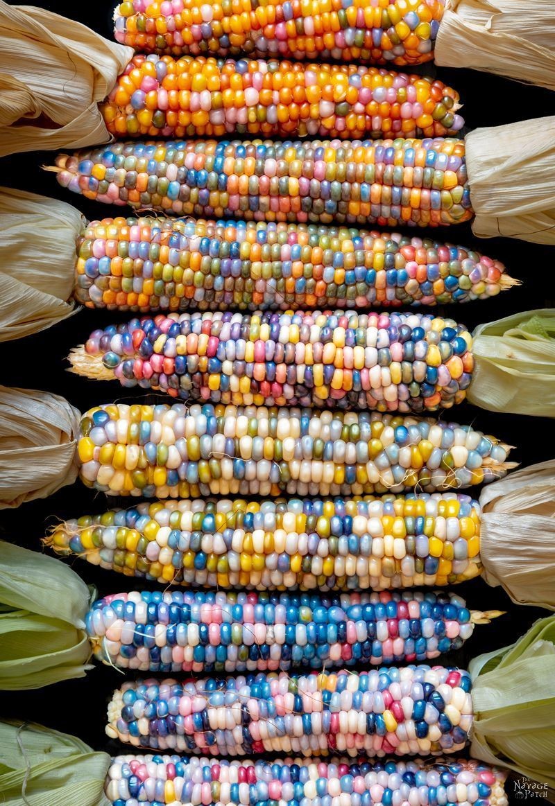 Glass Gem Ornamental Corn Seeds ORGANIC | Rainbow Color Flint Popcorn Seed 2023