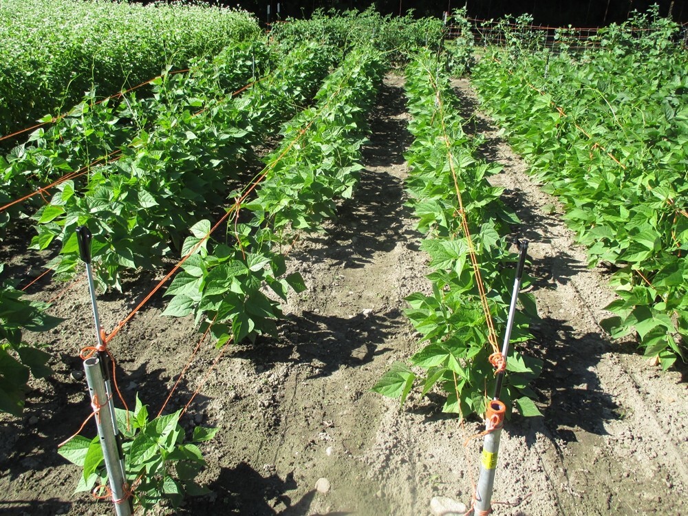 Pinto Bean Seeds | Non-GMO Heirloom Bush Pole Bean Seeds | Fresh Garden Seeds
