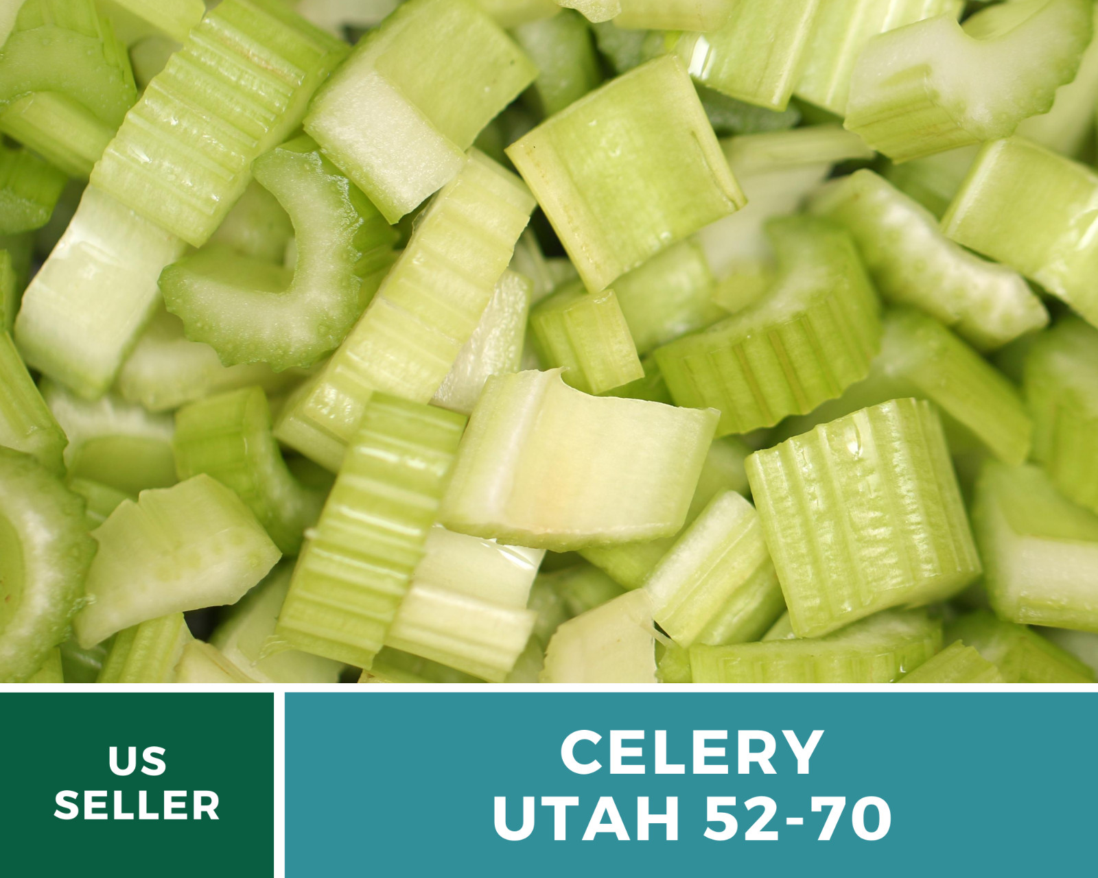 Celery, Utah 52-70 – 300 Seeds – Heirloom – Non GMO (Apium Graveolens)