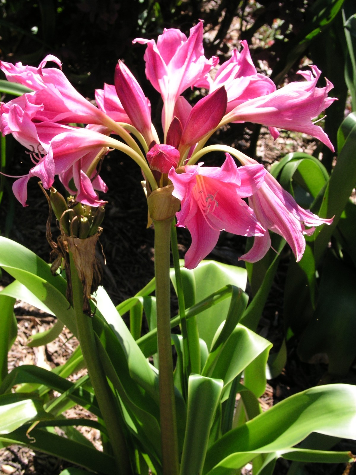 Crinum Lily, Carnival #02, medium-size bulb, NEW, stunning, RARE