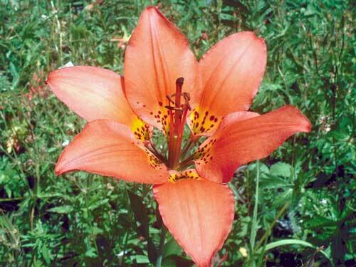 Lilium philadelphicum | Philadelphia, Prairie or Wood Lily | 10 Seeds